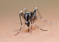 Infecção prévia por vírus da dengue pode proteger crianças contra infecção sintomática por Zika vírus: estudo publicado na <i>PLOS Medicine</i>