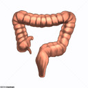 Intestino grosso