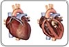 Adultos que ingerem 2,5 porções de cereais por dia reduzem em um quarto a chance de desenvolver doenças cardiovasculares
