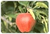 A casca da maçã possui nutrientes, antioxidantes e substâncias que evitam a proliferação de células tumorais humanas