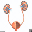 Sistema excretor