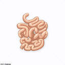 Intestino delgado