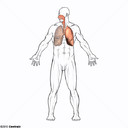 Sistema respirat&oacute;rio