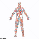 Sistema cardiovascular