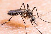 Redu&ccedil;&atilde;o de 46,3% nos casos de dengue no Brasil, segundo divulga&ccedil;&atilde;o do Minist&eacute;rio da Sa&uacute;de