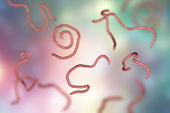 Vermes parasitas que residem no intestino abrem a porta para v&iacute;rus perigosos, facilitando as infec&ccedil;&otilde;es virais 