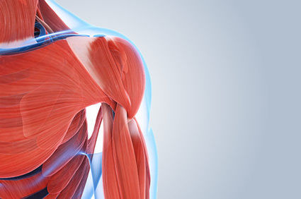 Implante de c&eacute;lulas musculares proporcionou alguns dos benef&iacute;cios do exerc&iacute;cio f&iacute;sico sem esfor&ccedil;o em camundongos