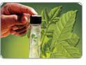 Aprovada Política Nacional de Plantas Medicinais e Fitoterápicos
