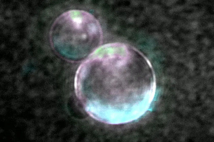 "SpudCell": cientistas criaram um protótipo de célula, parcialmente capaz de se autorreplicar, utilizando 36 genes bacterianos existentes