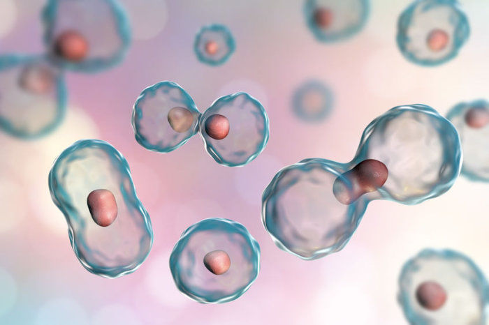 Amostragem de fluido intersticial da pele humana usando um adesivo de microagulhas pode ajudar a revelar problemas de saúde