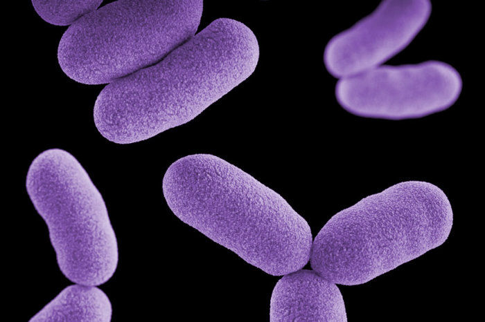 Bactérias intestinais que quebram o estrogênio foram associadas à depressão em mulheres