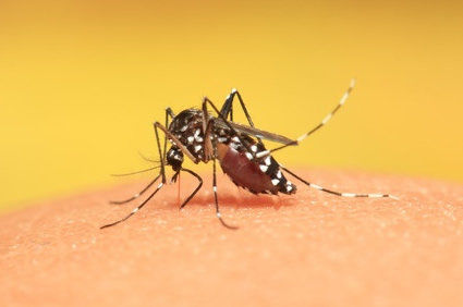 Dengue: novo sorotipo do v&iacute;rus da dengue foi encontrado na &Aacute;sia