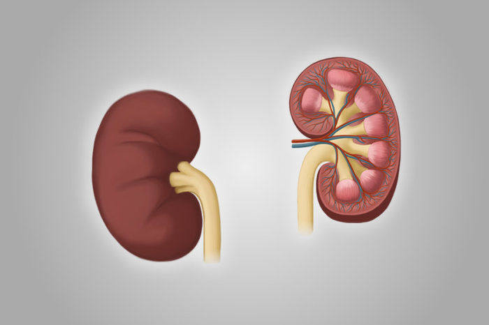 Estudo detalha risco aumentado de dano renal com rosuvastatina