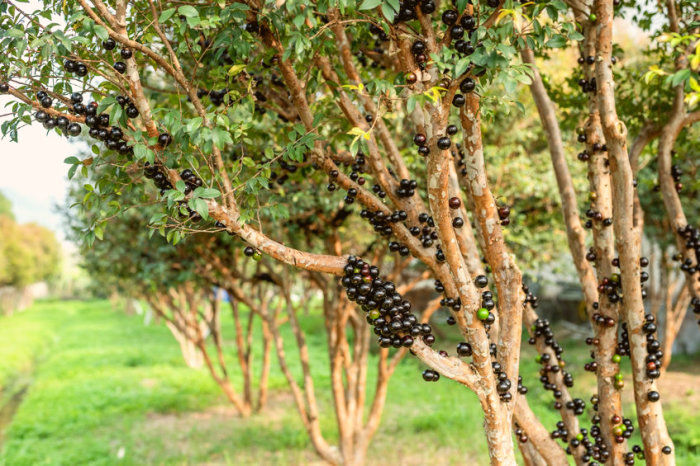 Extrato de jabuticaba previne pré-diabetes e esteatose hepática em camundongos alimentados com alto teor de gordura