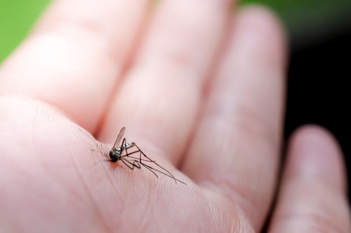 Infecção por malária durante a gravidez pode ser fator de risco para redução de perímetro cefálico de recém-nascidos na Amazônia Brasileira