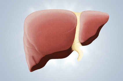 Obesidade amplifica os efeitos nocivos do álcool no fígado, aumentando a incidência de doença hepática