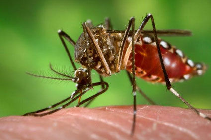 Pesquisa mostra que mosquiteiros tratados com inseticida diminuem população do mosquito transmissor da dengue