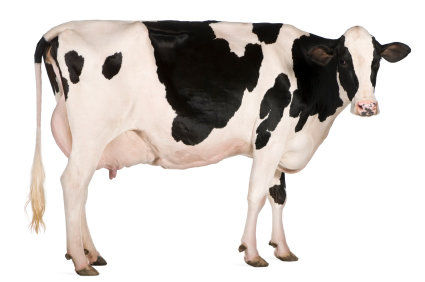 Pesquisadores desenvolvem m&eacute;todo de produ&ccedil;&atilde;o de pr&oacute;-insulina humana no leite de bovinos transg&ecirc;nicos