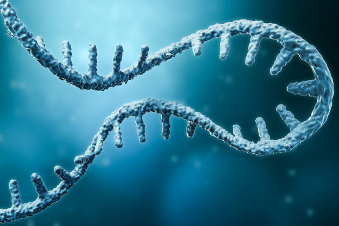 Pesquisadores identificam uma bactéria que desafia os livros didáticos ao escrever novos genes