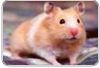 Neurônios podem participar dos mecanismos que levam ao desenvolvimento de diabetes, segundo artigo publicado na Nature