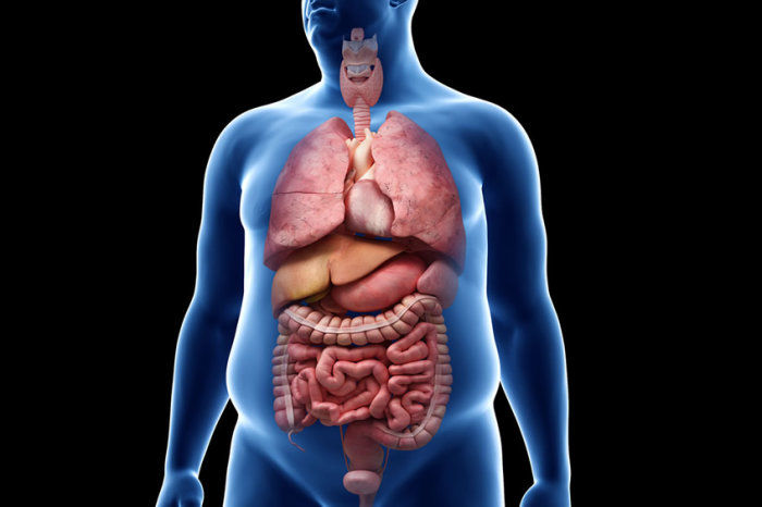 Um peptídeo natural, PEPITEM, pode ajudar a combater a obesidade e o diabetes