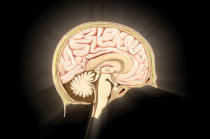 A dinâmica da rede cerebral durante a memória de trabalho é modulada pela dopamina e diminuída na esquizofrenia