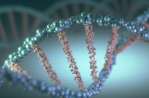 A entrega de RNAm às células empacotando o código genético dentro de uma proteína humana pode ajudar a tratar muitas doenças