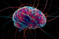 A falta de "poda" dos neurônios pode estar por trás de muitas condições relacionadas ao cérebro