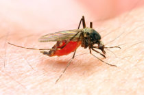 Anticorpo monoclonal CIS43LS preveniu a infecção por malária
