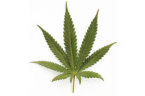 Anvisa aprova o Mevatyl, primeiro medicamento à base de <i>Cannabis sativa</i>, para o tratamento da espasticidade relacionada à esclerose múltipla