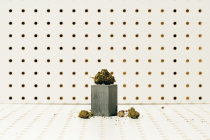 Anvisa aprova o Mevatyl, primeiro medicamento à base de <i>Cannabis sativa</i>, para o tratamento da espasticidade relacionada à esclerose múltipla