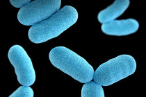 Bactérias do microbioma humano codificam a resistência ao medicamento antidiabético acarbose