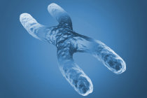 Condições autoimunes foram associadas a genes do cromossomo X reativados
