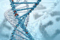 Danos ao DNA podem durar anos sem reparação, mudando nossa visão das mutações