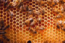 Eficácia do mel em comparação com corticosteroide tópico para o tratamento de aftas recorrentes: estudo clínico randomizado