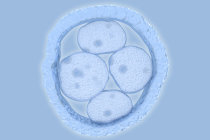 Em um avanço inovador, cientistas criaram embriões humanos sintéticos