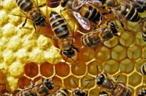 Estafilococcus aureus: mel pode ajudar a combater infecções hospitalares, segundo estudo da Universidade de Sydney
