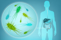 Estudo descobre que microbiota intestinal pode controlar a função imune antitumoral no fígado