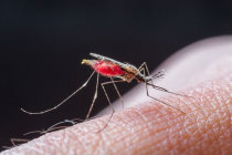 Malária: infecção assintomática persistente por <i>Plasmodium falciparum</i> na estação seca aumenta o tempo de circulação do parasita
