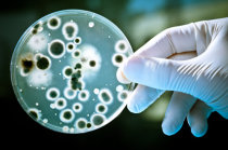 Médicos australianos que descobriram a bactéria causadora de 80% das úlceras gástricas e 90% das de duodeno recebem Prêmio Nobel de Medicina