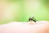 Mosquito transgênico, resistente à malária, pode reduzir a população do mosquito transmissor e ajudar na erradicação da doença
