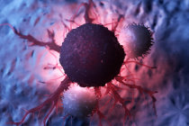 Nervos simpáticos suprimem as respostas das células T na infecção e no câncer
