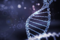 Nova descoberta abre caminho para prolongar a vida humana: cientistas transferem com sucesso gene associado à longevidade