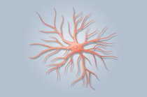 Nova rede cerebral descoberta é um sistema secreto formado por células auxiliares Nova rede cerebral descoberta é um sistema secreto formado por células auxiliares