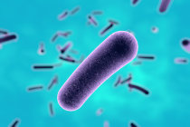 Novo antibiótico pode eliminar a <i>Clostridium difficile</i> e interromper a reinfecção