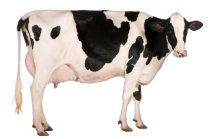 Nutriente encontrado na carne bovina e no leite mostra-se promissor contra vários tipos de câncer