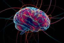 Pesquisa revela ligação entre hormônio do estresse e plasticidade cerebral no início da vida Pesquisa revela ligação entre hormônio do estresse e plasticidade cerebral no início da vida