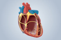 Pesquisadores desenvolvem método de entrega minimamente invasiva de agentes terapêuticos na cavidade pericárdica para reparo cardíaco