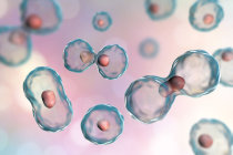 Pesquisadores encontram um inibidor natural para morte celular por ferroptose