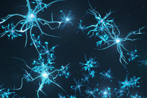 Pessoas idosas com memória excepcional têm um número surpreendentemente alto de neurônios jovens Pessoas idosas com memória excepcional têm um número surpreendentemente alto de neurônios jovens